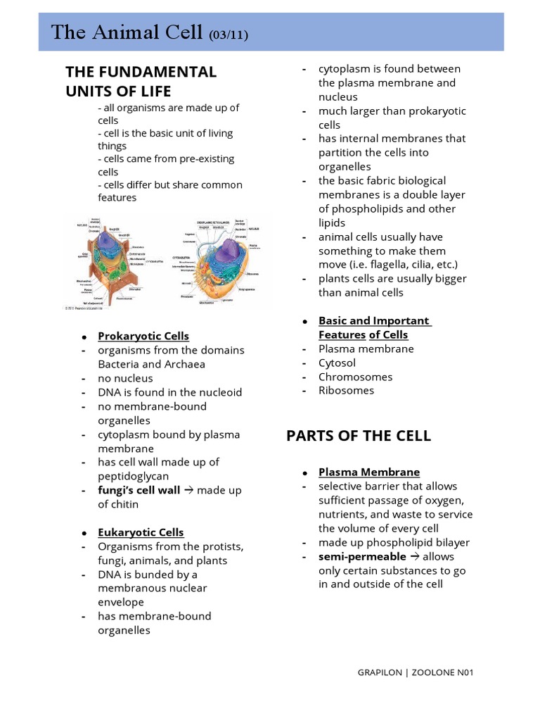 Overview of Animal Cell Structure | PDF | Endoplasmic Reticulum | Cell ...