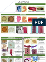 Cestodes Trematodes