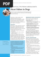 Heart Failure in Dogs: 6 Practical Tips From Cardiologists