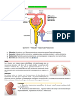 C21 - Anatomía de Sistema Urinario