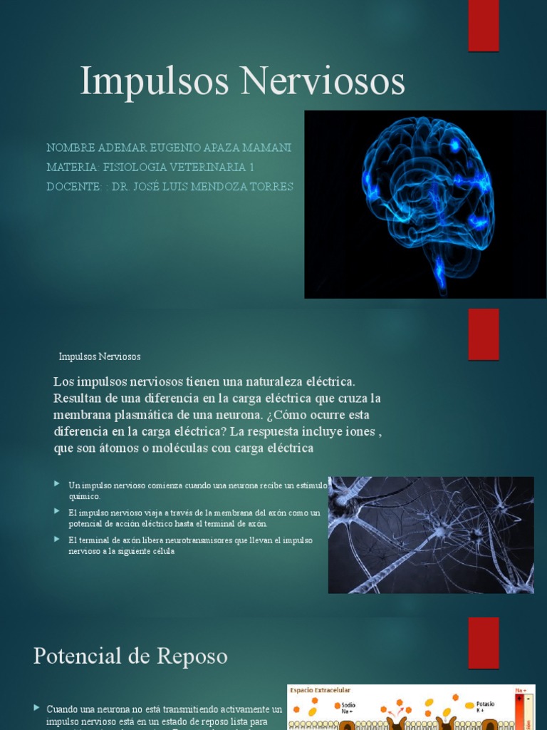 Impulsos Nerviosos 2 | PDF | Potencial de acción | Neurona