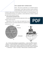 Structura Țesutului Muscular, Compoziția Chimică .