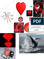 1. 2018 Sistema Cardiovascular II