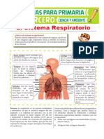 Partes Del Sistema Respiratorio para Tercero de Primaria