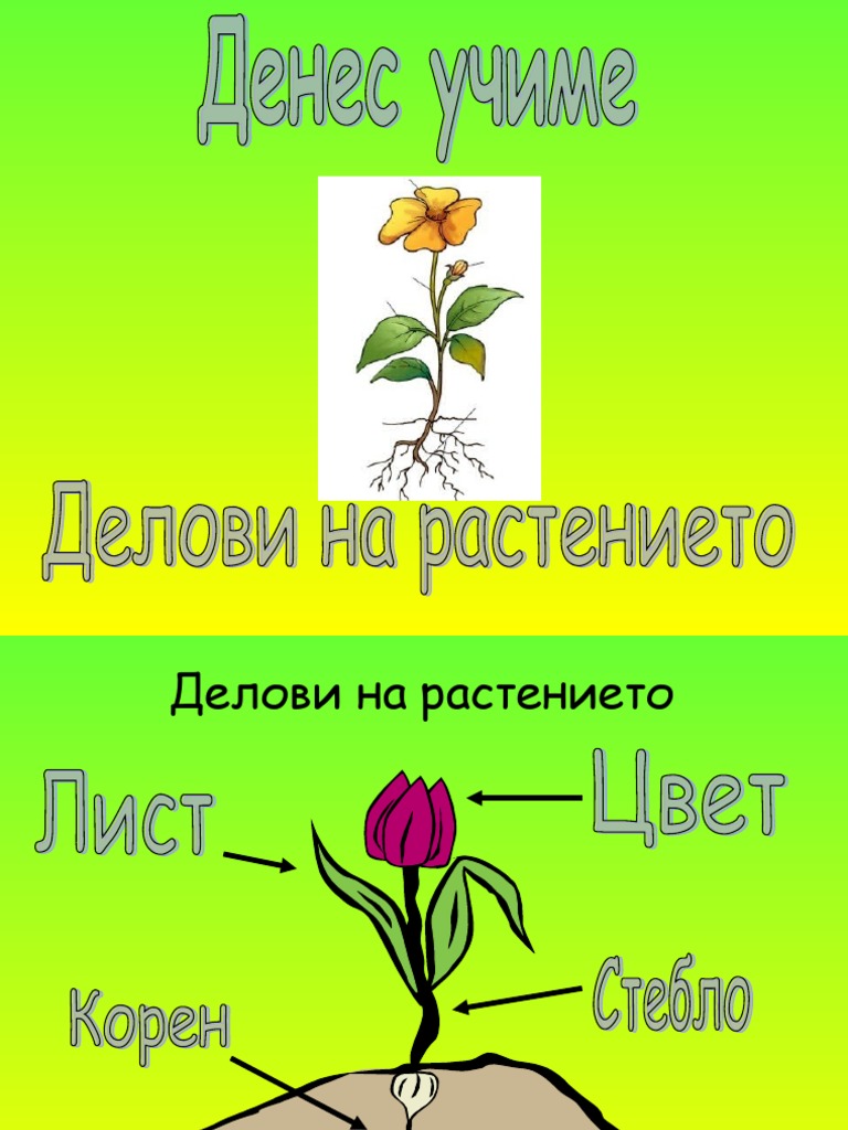 Prezentacija Delovi Na Rastenieto | PDF