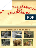 Animale Salbatice Din Romania2020