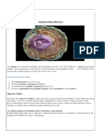 Estudo da célula