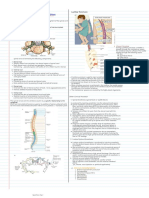 Spinal Nerves