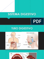 Sistema digestivo: Cavidad oral y dientes