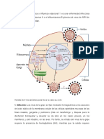 Ciclo Del Virus de La Gripe