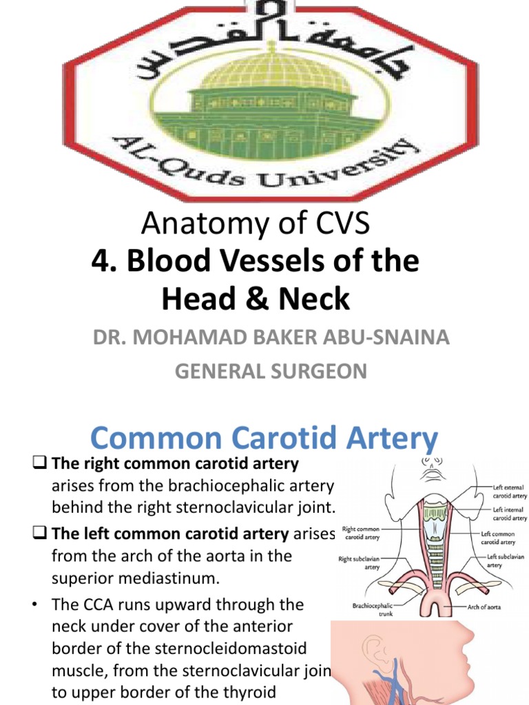 Anatomy of CVS: 4. Blood Vessels of The Head & Neck | PDF | Common ...