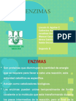 Exposicion de Enzimas