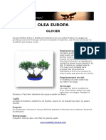 Fiche de Culture Bonsai - Olea Europa Olivier