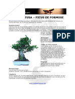 Fiche de Culture Bonsai - Ficus Retusa Ficus Formosanum