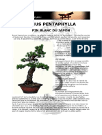 Fiche de Culture Bonsai - Pinus Pentaphylla Pin Blanc du Japon