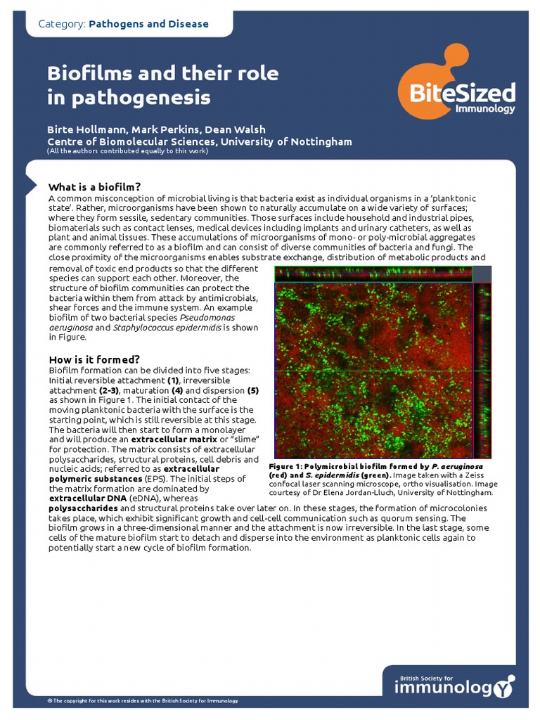 Biofilms and Their Role - 0 | PDF | Biofilm | Bacteria