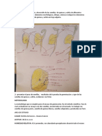 Tuberosas Practica N° 3