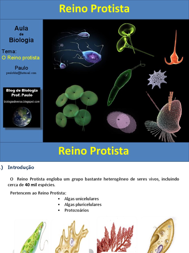 Reino Protista | PDF | Meiose | Protozoários