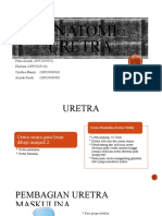 Uretra Anatomi Pria dan Wanita