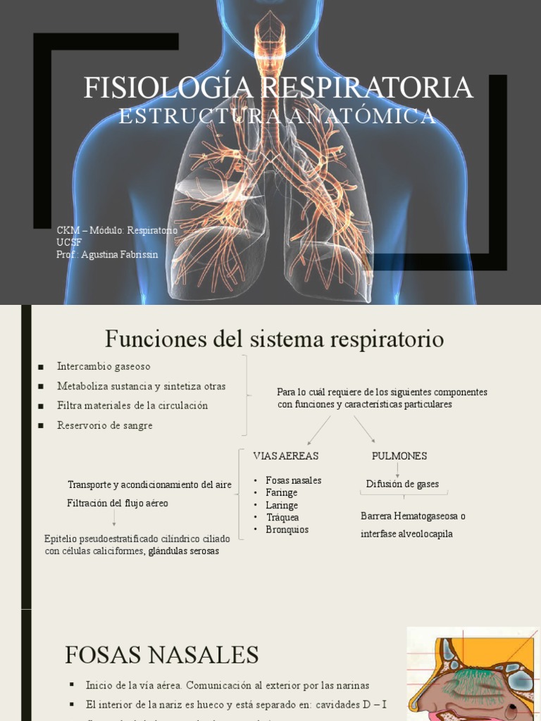 Clase 2 Respi - Fisiología Part. 1 | PDF | Pulmón | Capilar