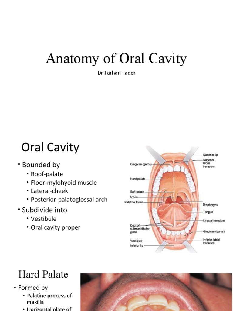 Anatomy of Oral Cavity: DR Farhan Fader Biology Diagrams