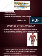 Sistema Muscular 1