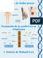 Biosintesís de acidos grasos