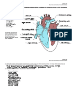 Mammalian Heart Dissection Guide | PDF | Heart Valve | Heart