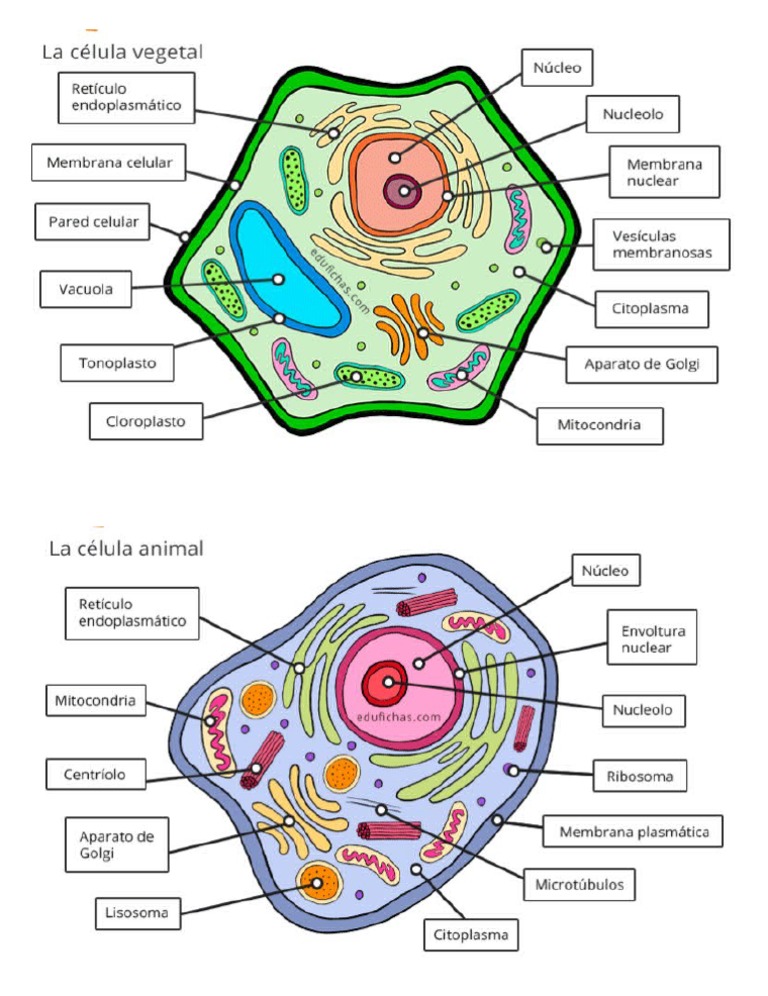 Celula Animal y Celula Vejetal | PDF