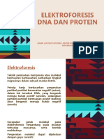 Elektroforesis Dna Dan Protein
