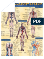 Venous System Arterial System: A. Artery A.A. Arteries L. Left R. Right v. Vein V.V. Veins