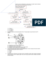 Soal Latihan KD 3.10 Sistem Ekskresi