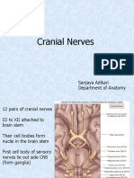 Cranial Nerves (1)