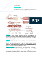 Contracción Del Musculo Esquelético