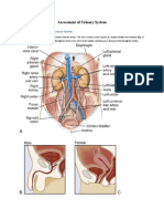 Structures and Functions of Urinary System