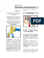 8 Clase de Neuroanatomia 2006 m1w