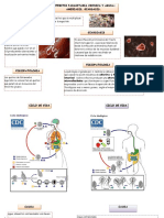 Ciclo Biologico - Enteritis Rodas Maytte