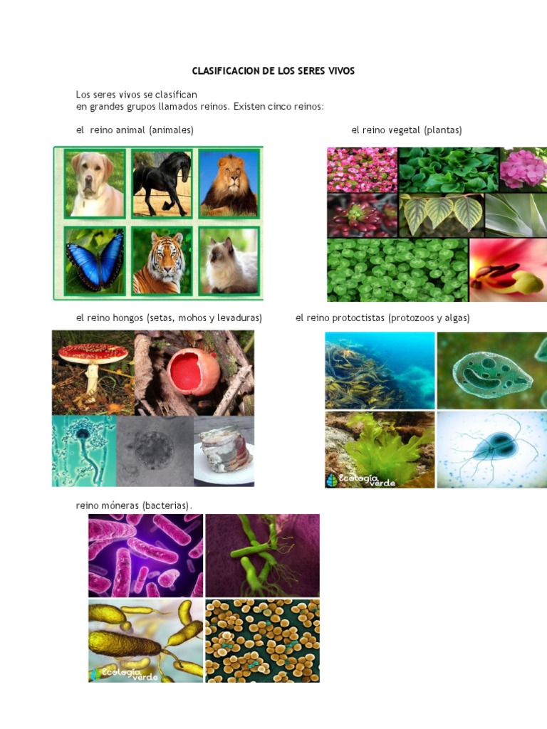 Clasificacion de Los Seres Vivos | PDF | Ciencia y matemáticas