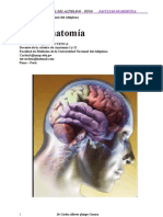 neuroanatomia1