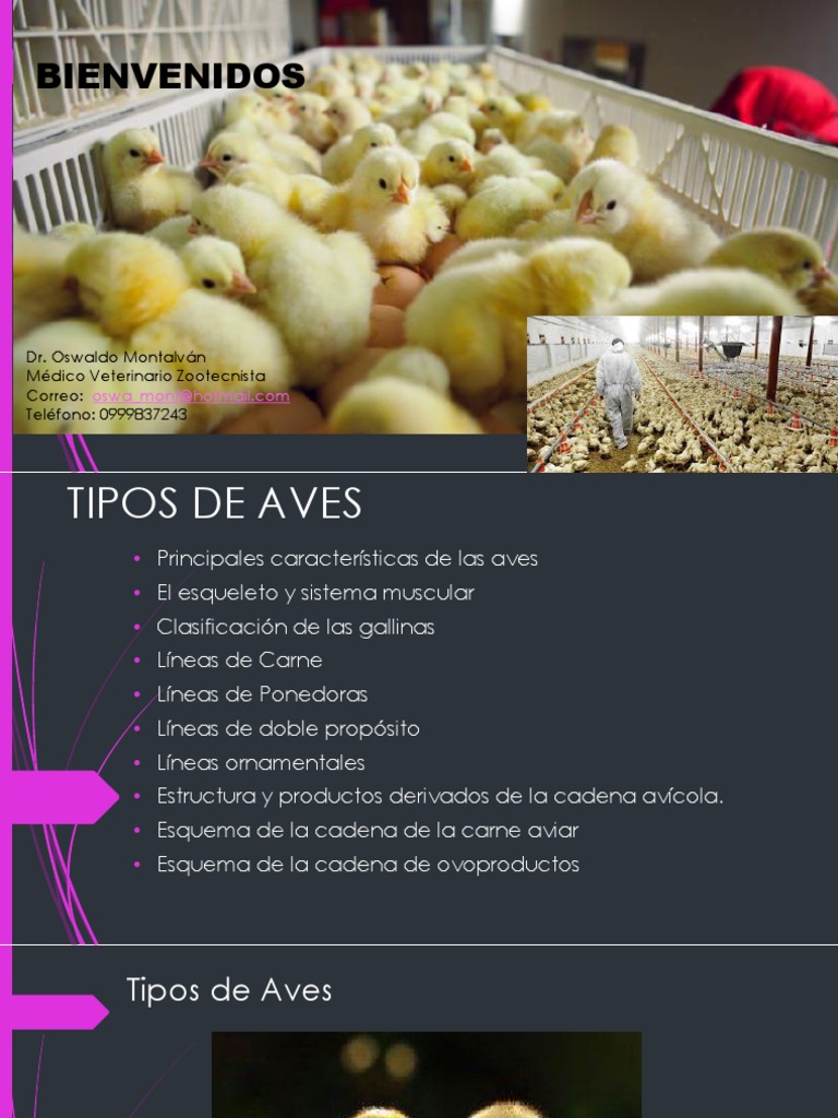 01 Curso Pollos | PDF | Aves | Pluma
