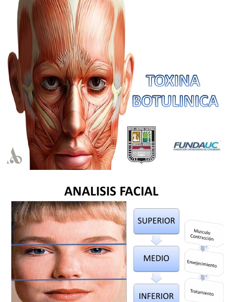 Anatomía Facial y Uso de Botox | PDF | Anatomía humana | Sistema ...
