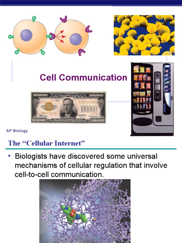 Cell Communication: AP Biology | PDF | Signal Transduction | Cell Signaling