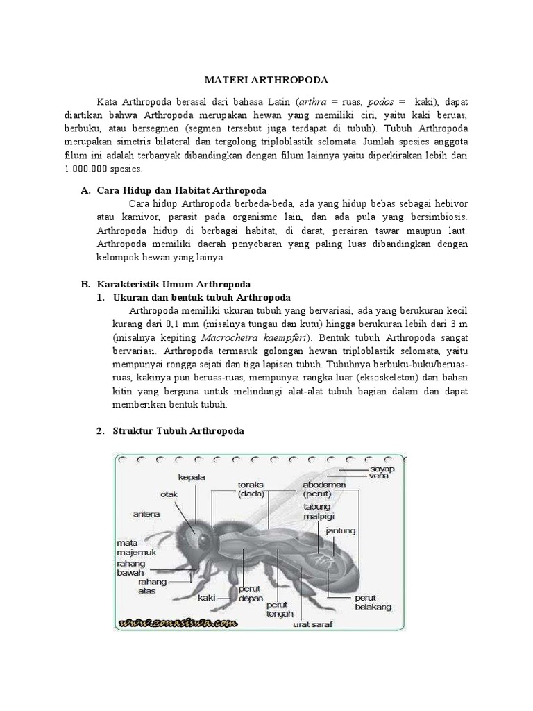 10 Arthropoda | PDF