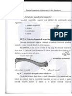 Osteologie - Oasele Membrelor