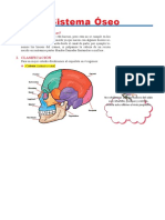 Sistema-Óseo
