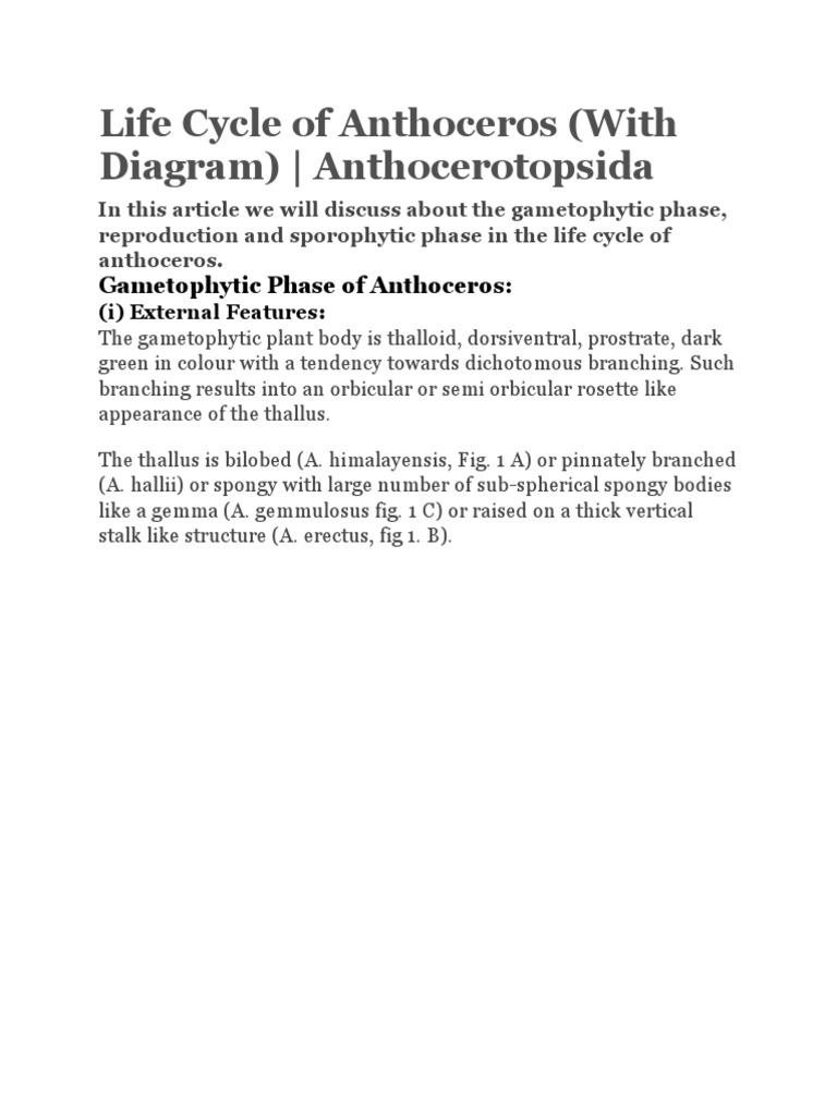 Anthoceros Life Cycle Overview | PDF | Branches Of Botany | Anatomy