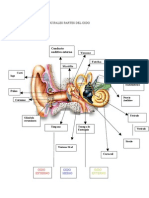 El Oido y Sus Partes