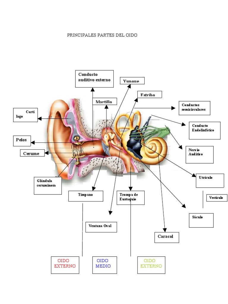 El Oido Y Sus Partes Pdf Oido Audiologia