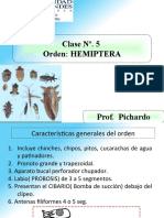 Hemiptera 2015A