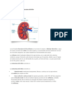 Síntesis de La Estructura y Funciones Del Riñón